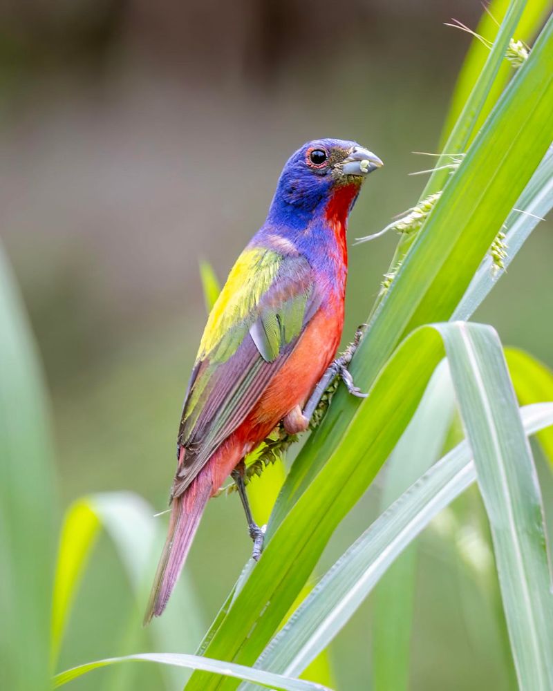 Painted Bunting