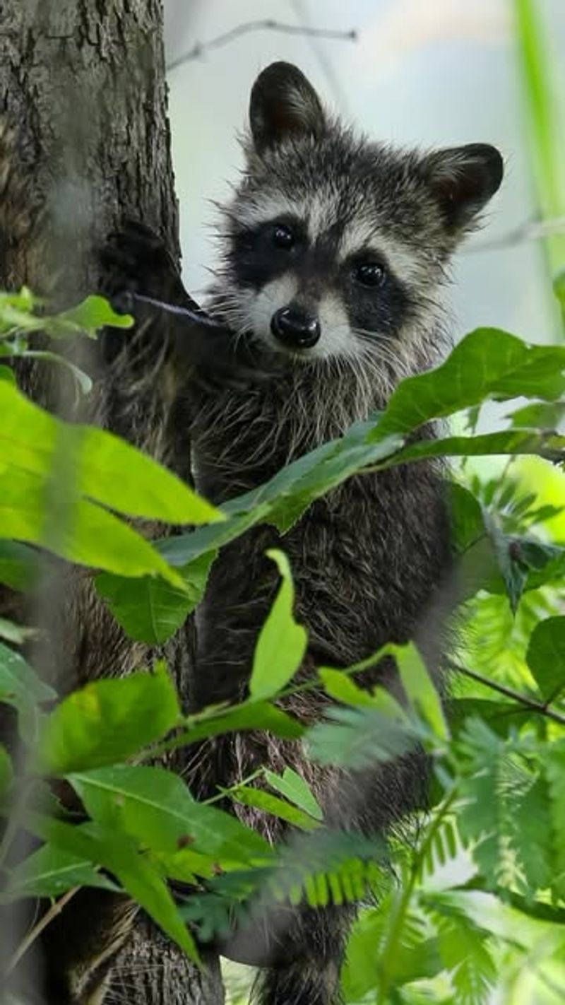 Raccoon