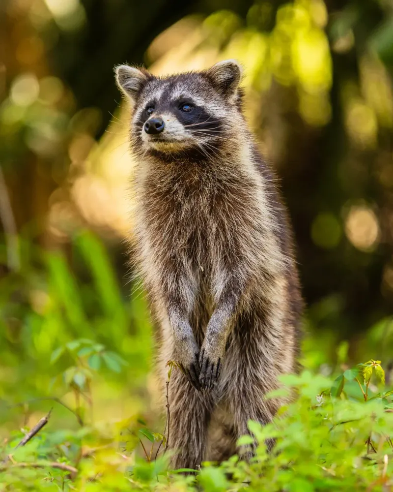 Raccoon