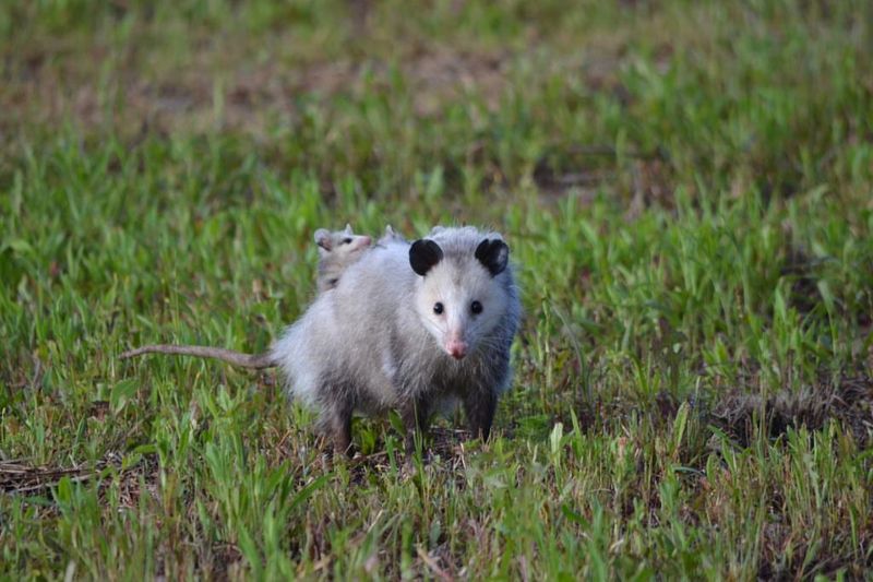 Virginia Opossums