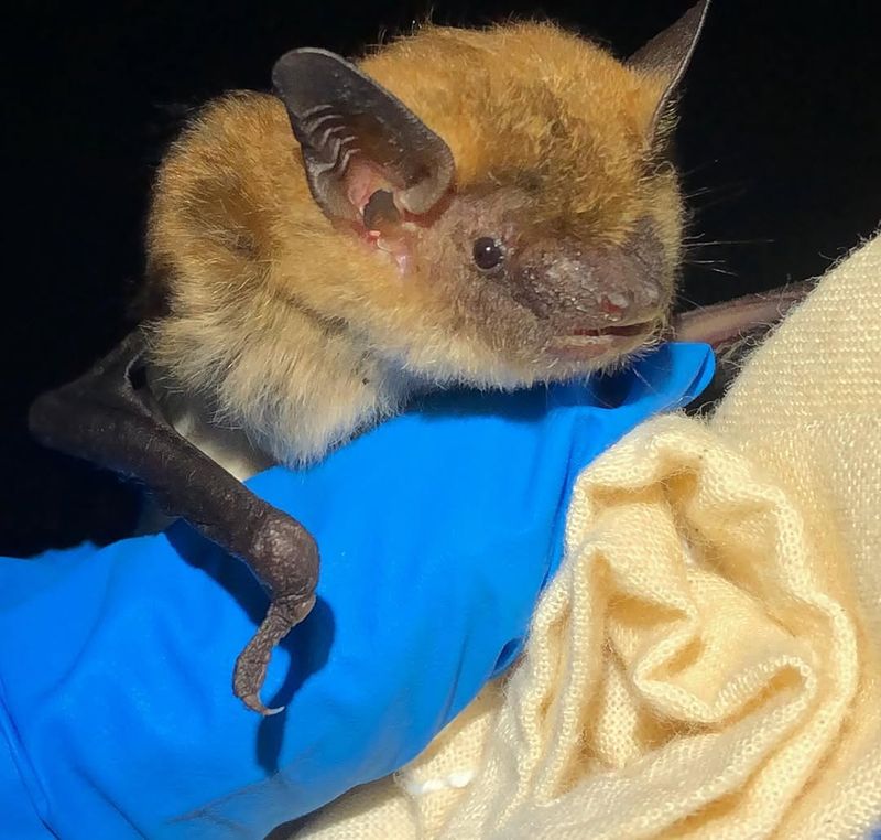 Indiana Bat