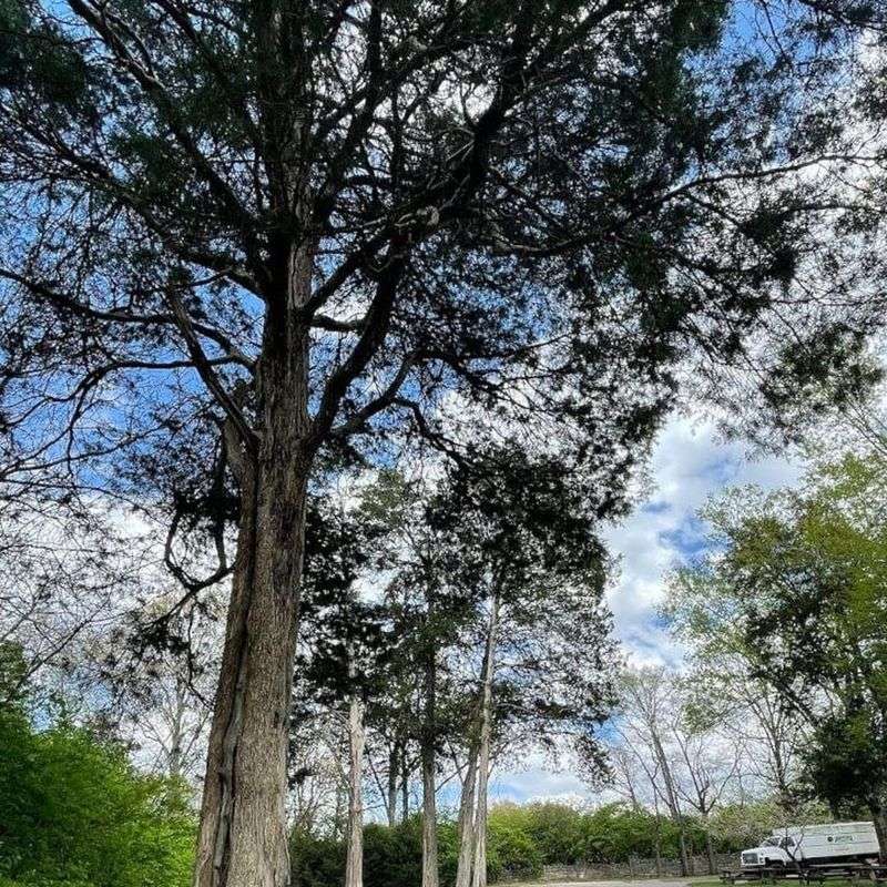 Trees Within City Limits