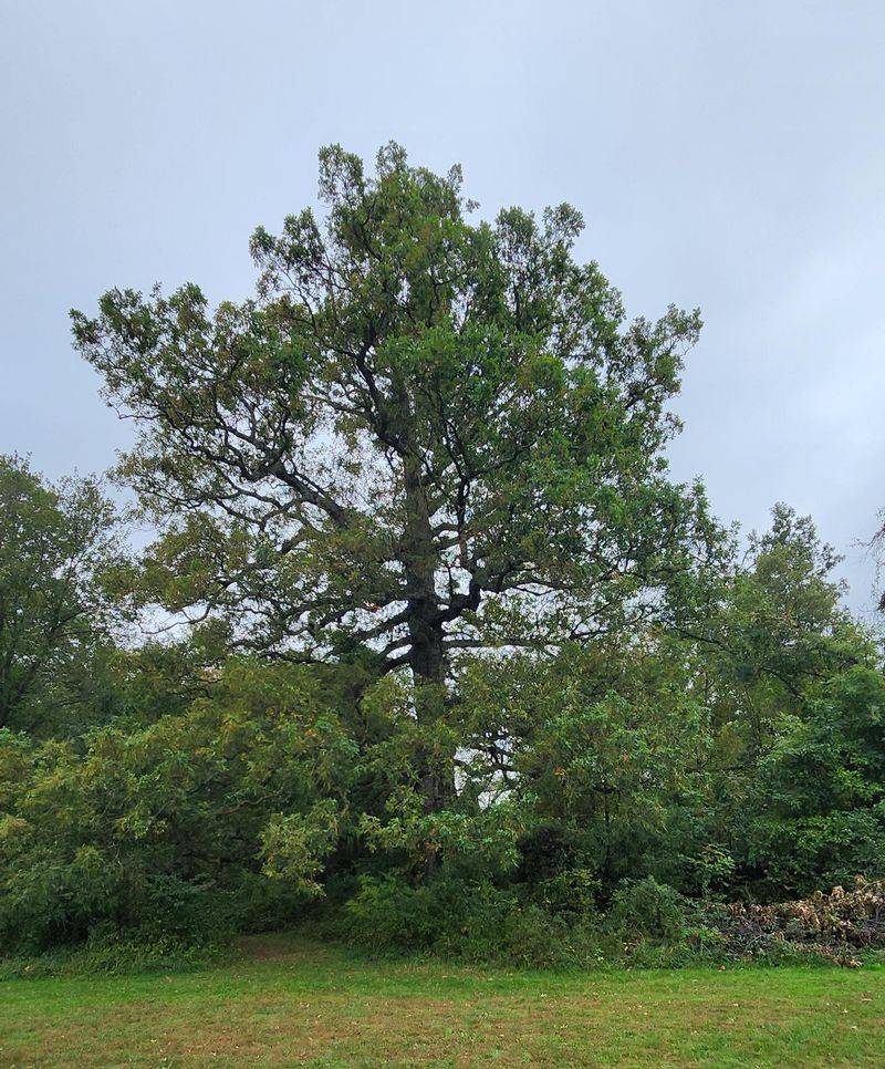 White Oak