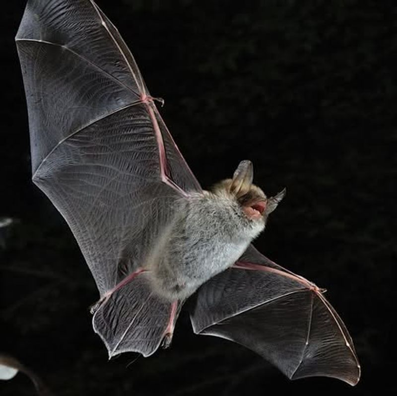 Gray Bat