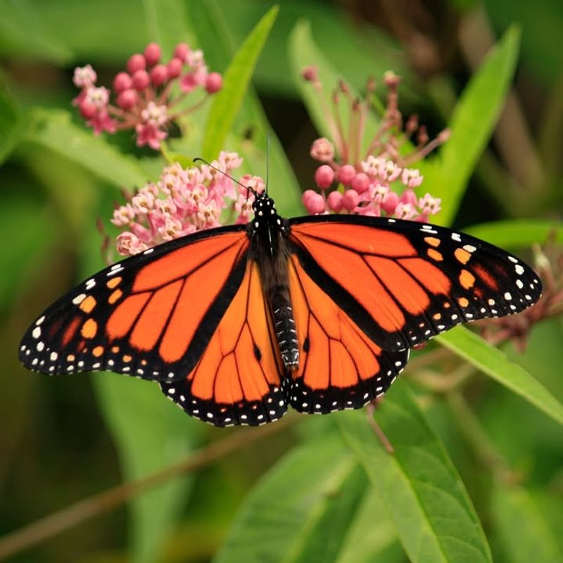 Monarch Butterflies: Royal Visitors With New Protections