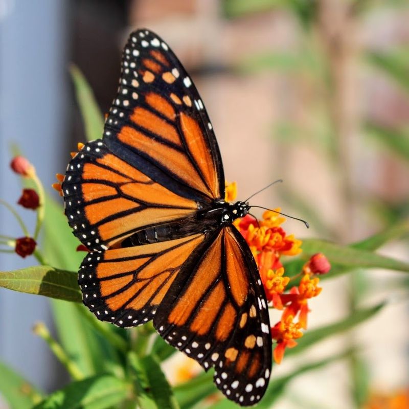 Monarch Butterfly