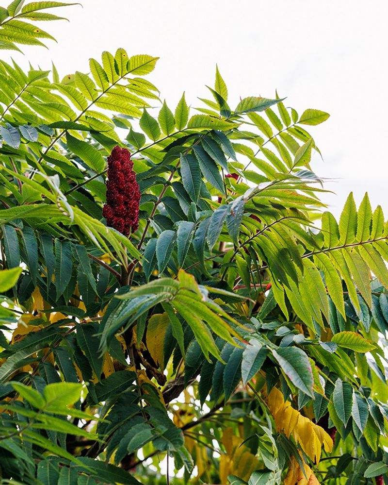 Staghorn Sumac