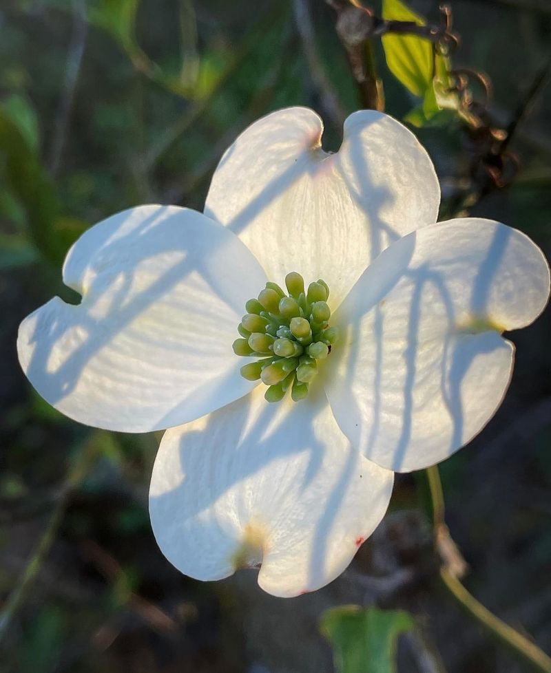 Flowering Dogwood
