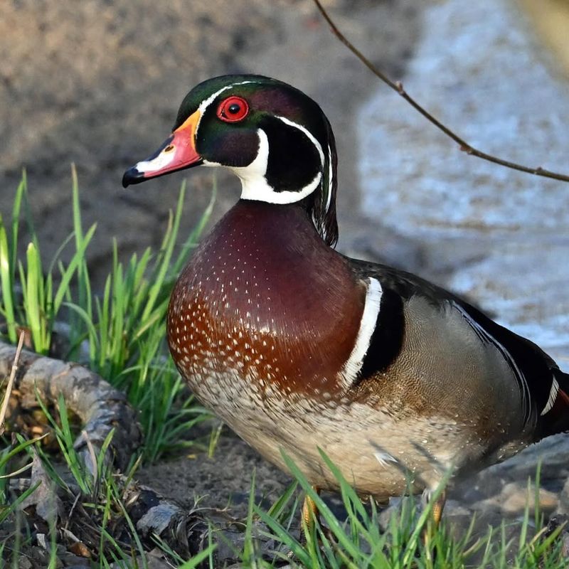 Wood Duck