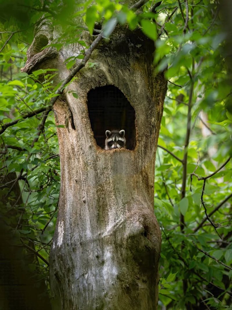 Raccoon Den Providing Daytime Hideout