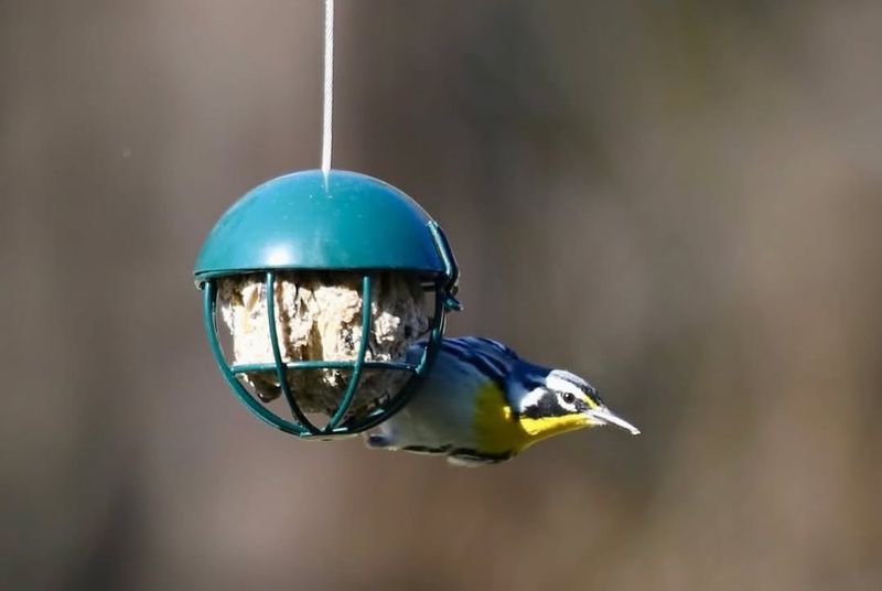 Help Migrating Birds Refuel Before Their Journey South