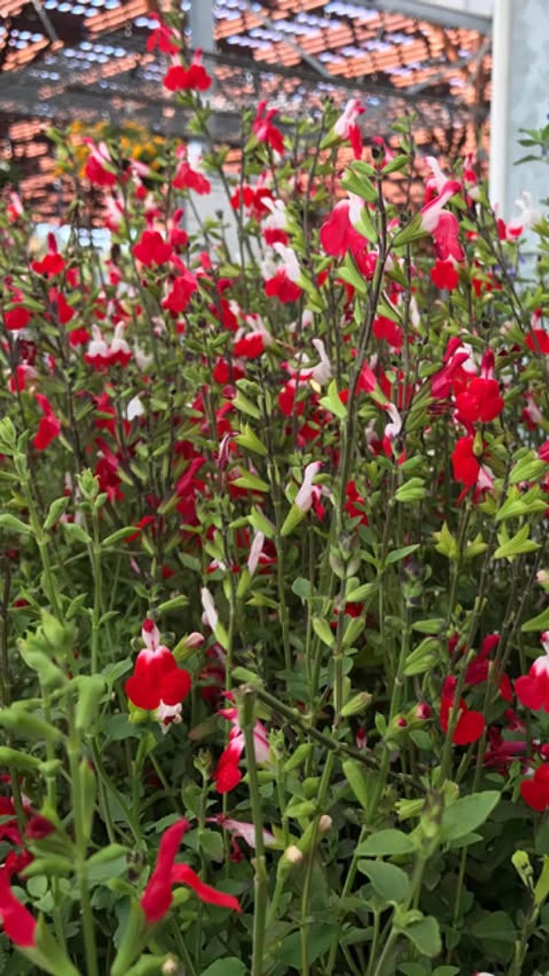 Multiple Color Options To Choose From