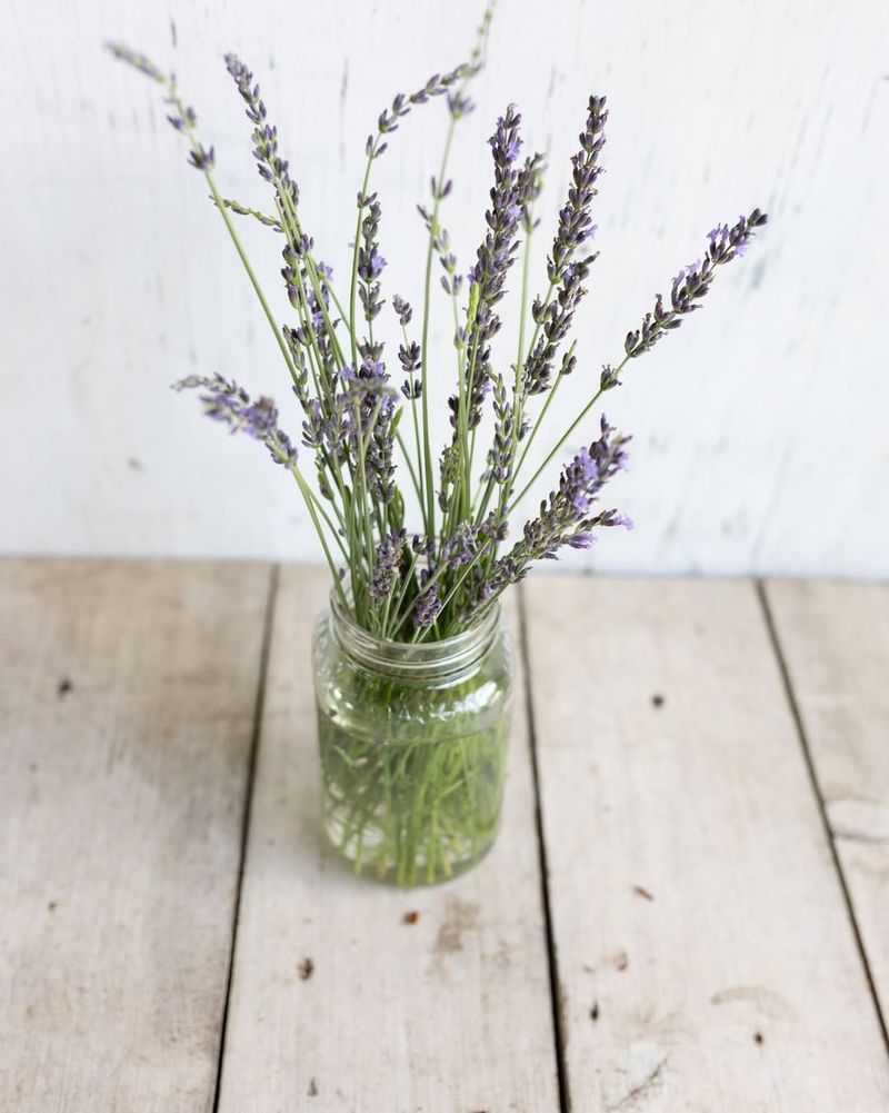 Harvest Fresh Lavender For Home Uses