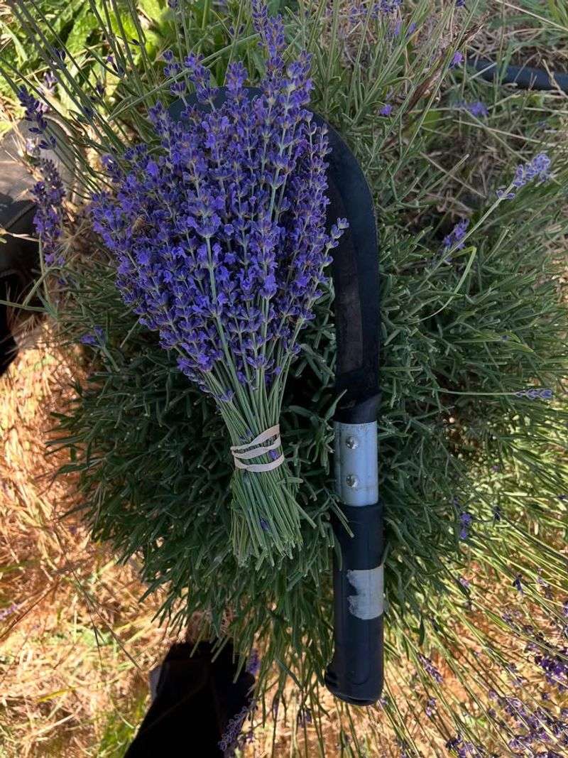 Harvest Fresh Lavender For Home Use