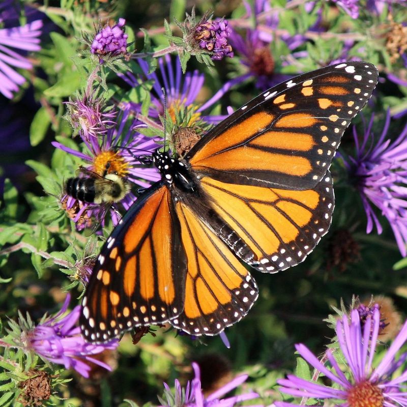 Supports Entire Food Chains Beyond Butterflies