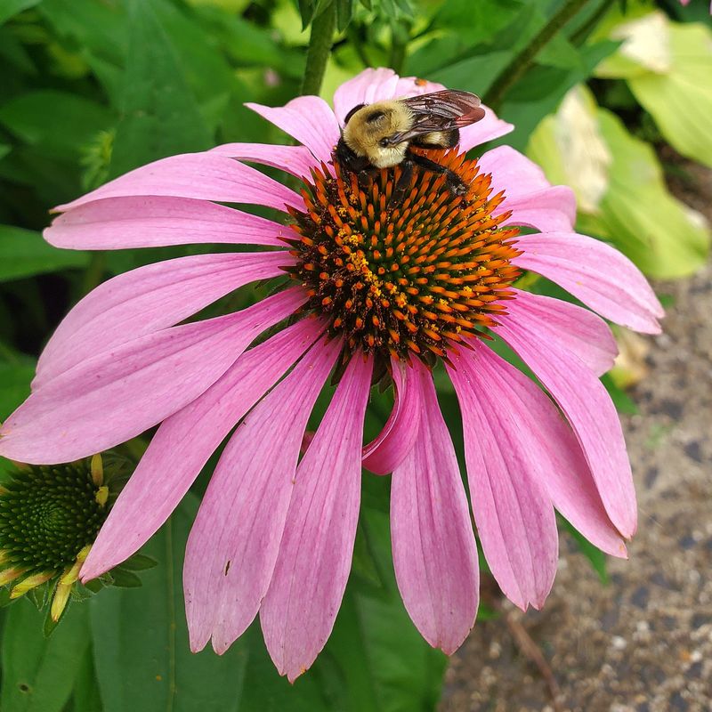 Resists Common Garden Pests