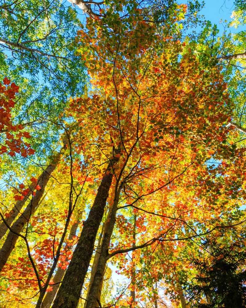 Timber and Forestry Management