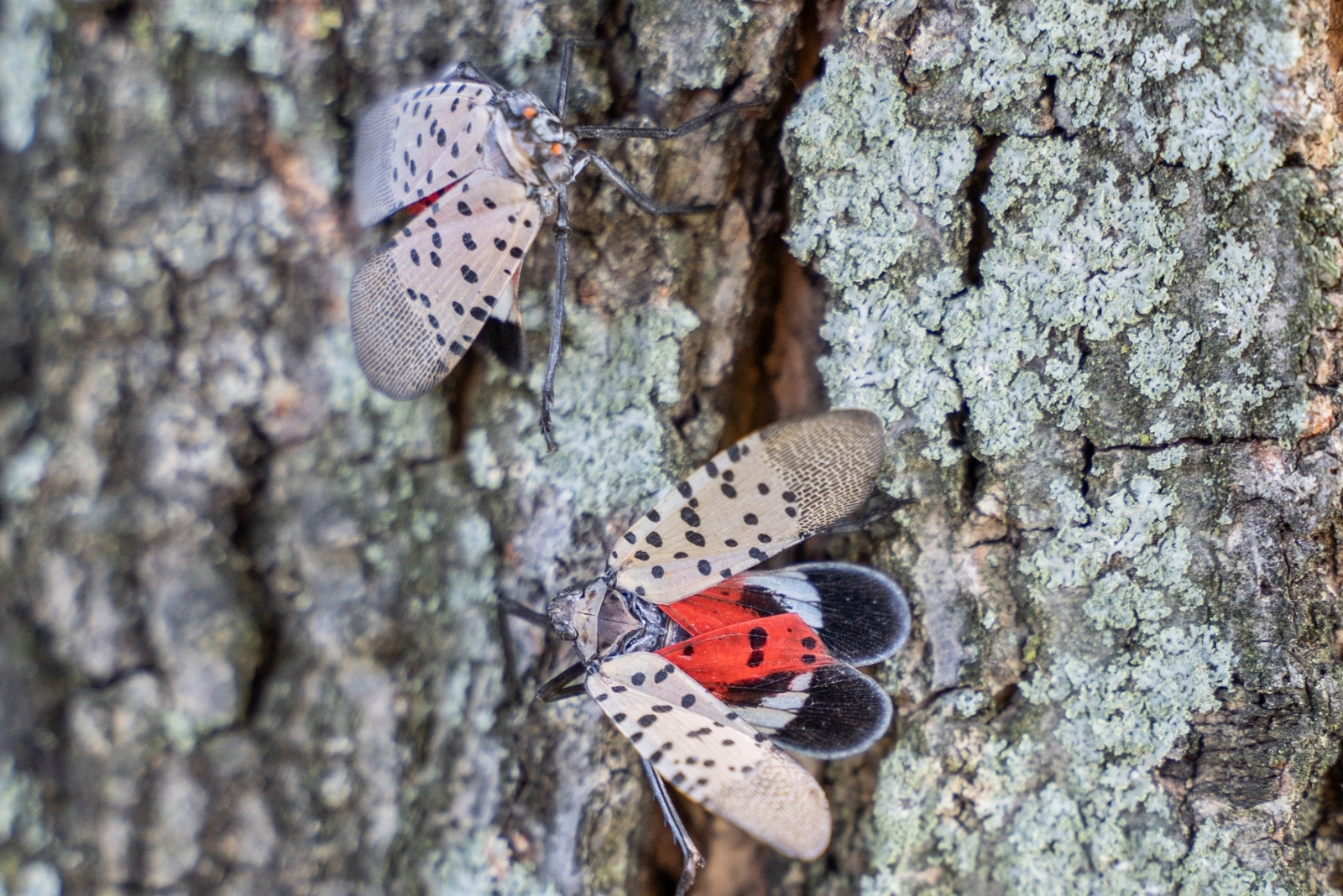 Easy Ways To Identify And Stop Spotted Lanternflies In New Jersey