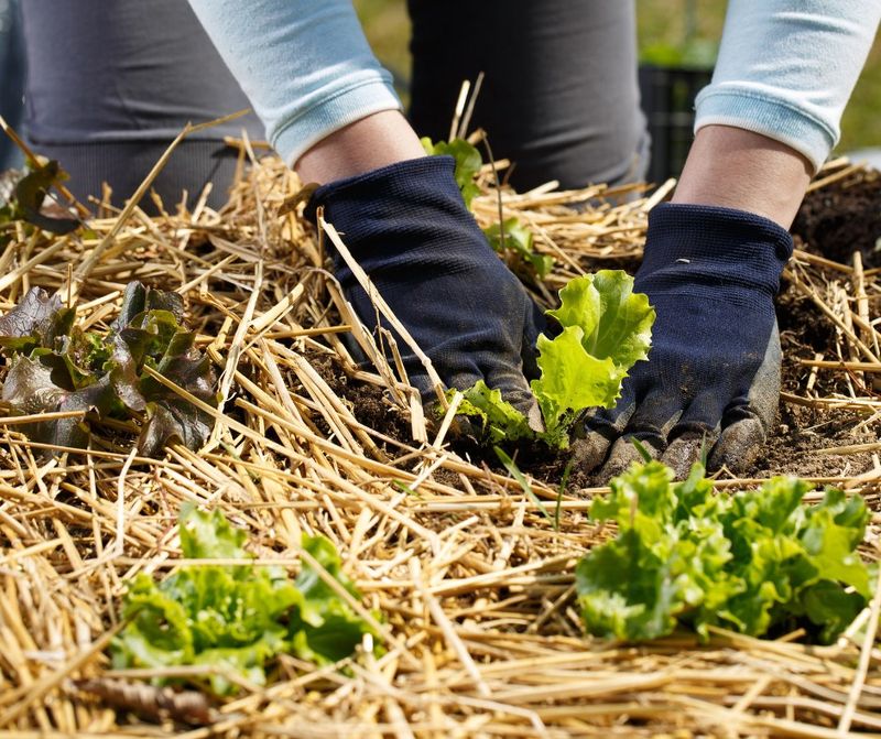 Straw Bale Gardening