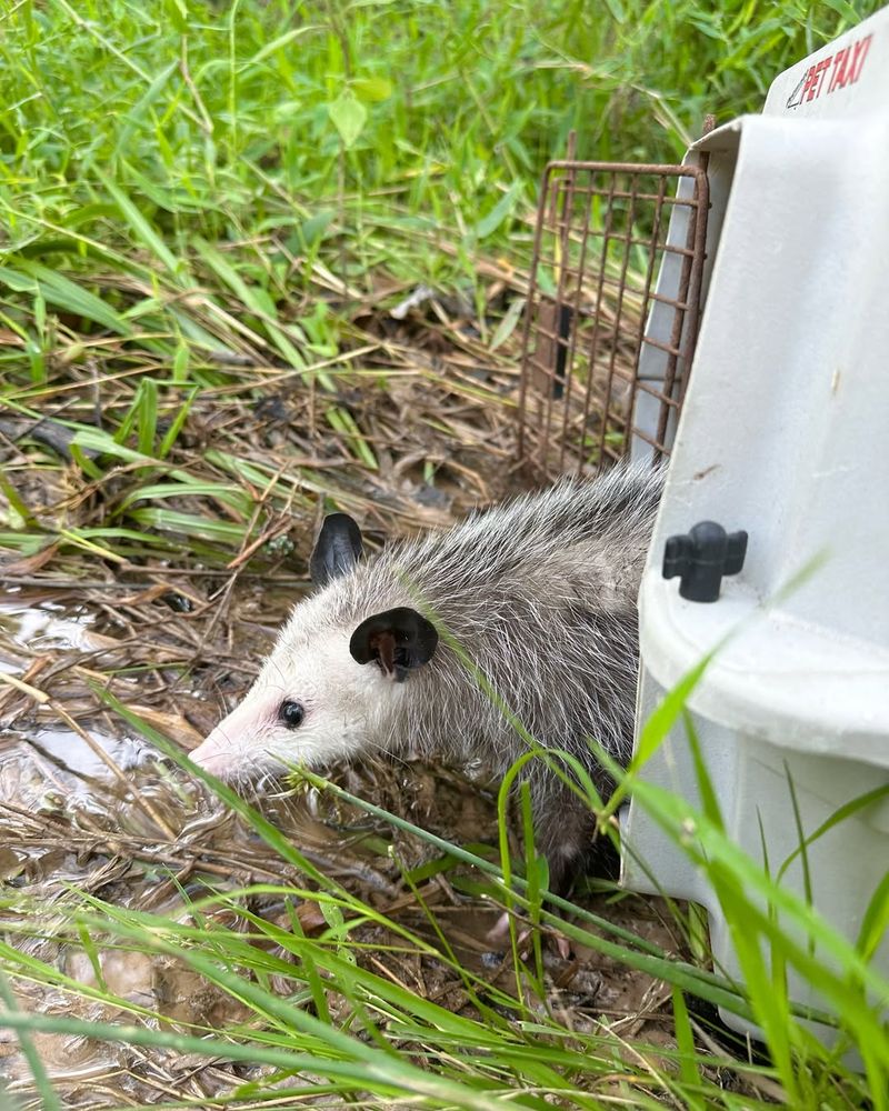 Eliminate Attractants From Your Yard