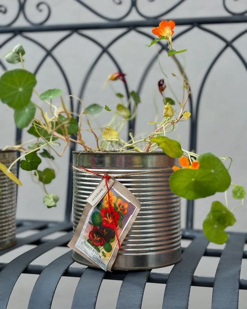 Tin Cans As Rustic Herb Containers