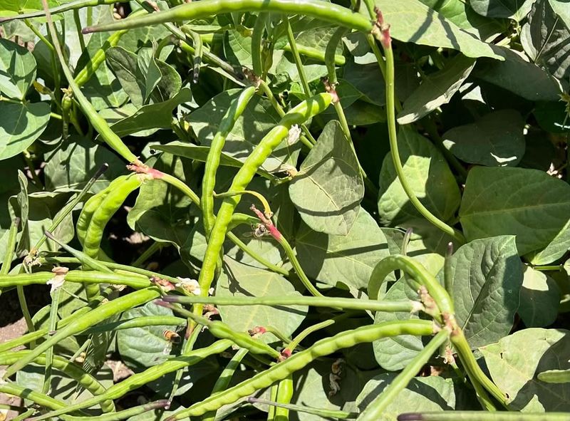 Black-eyed Peas
