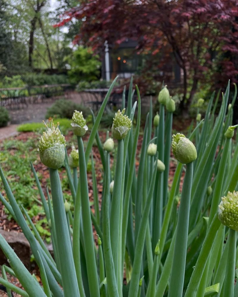 Welsh Onion