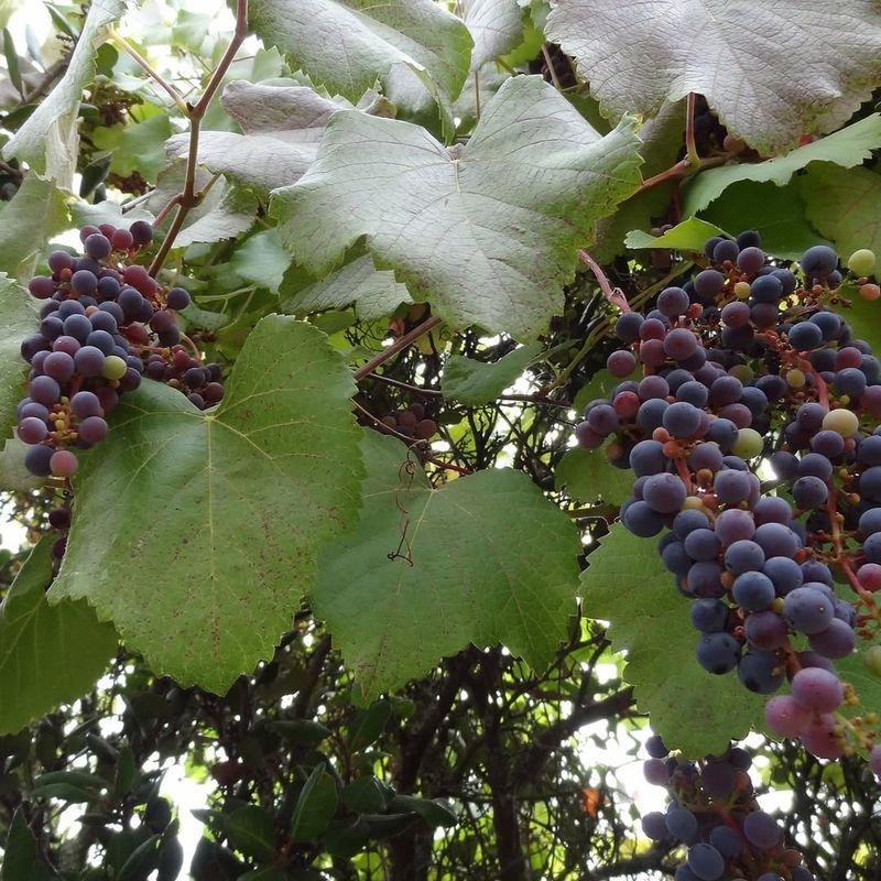 Grapes