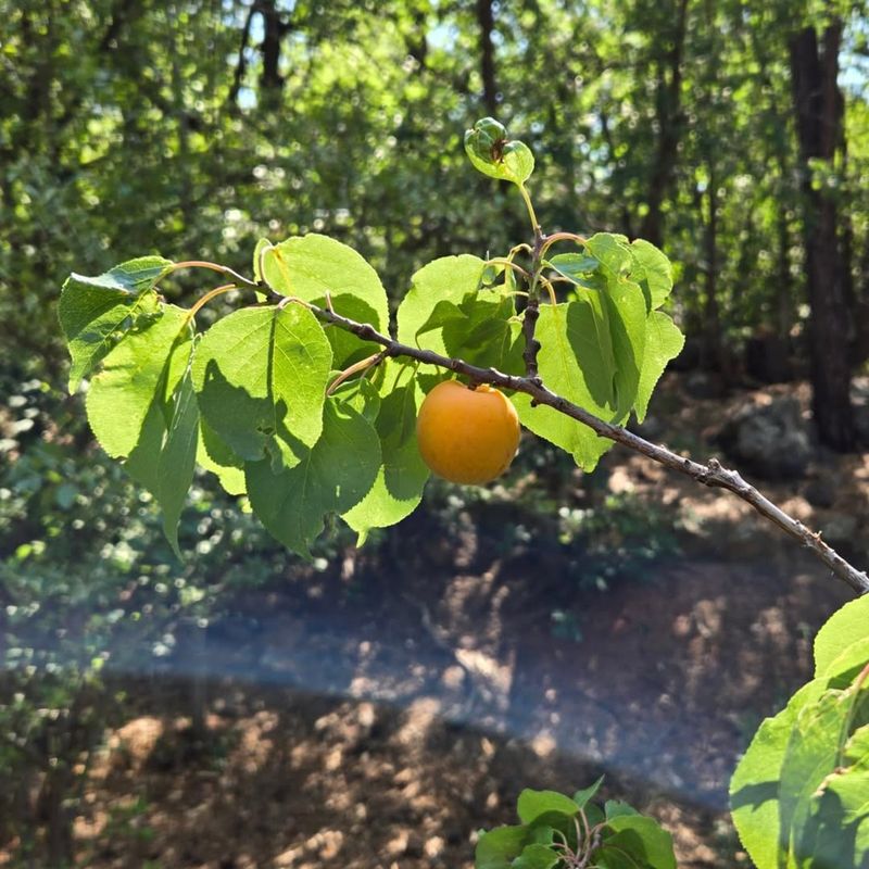 Apricots