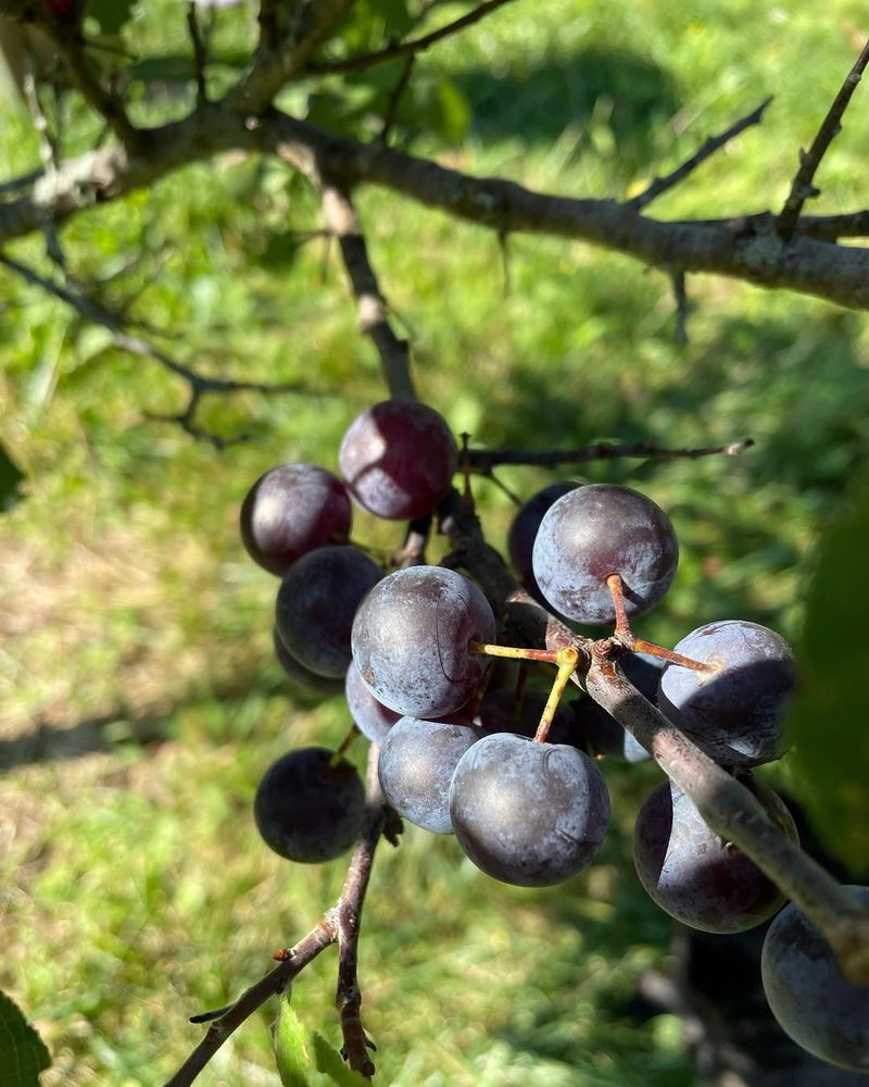 Beach Plums