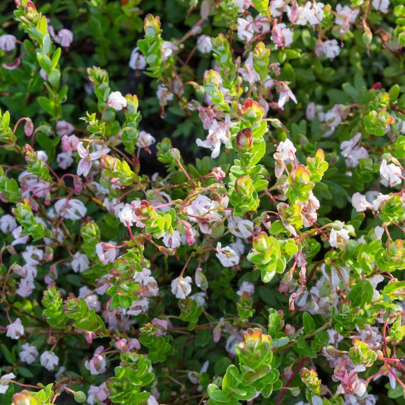 Cranberries
