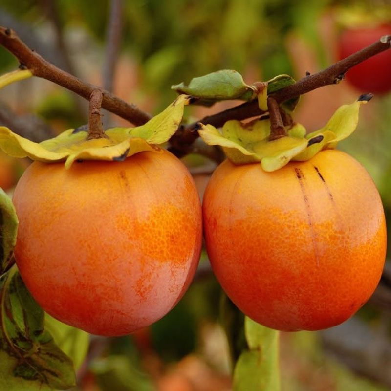Persimmons