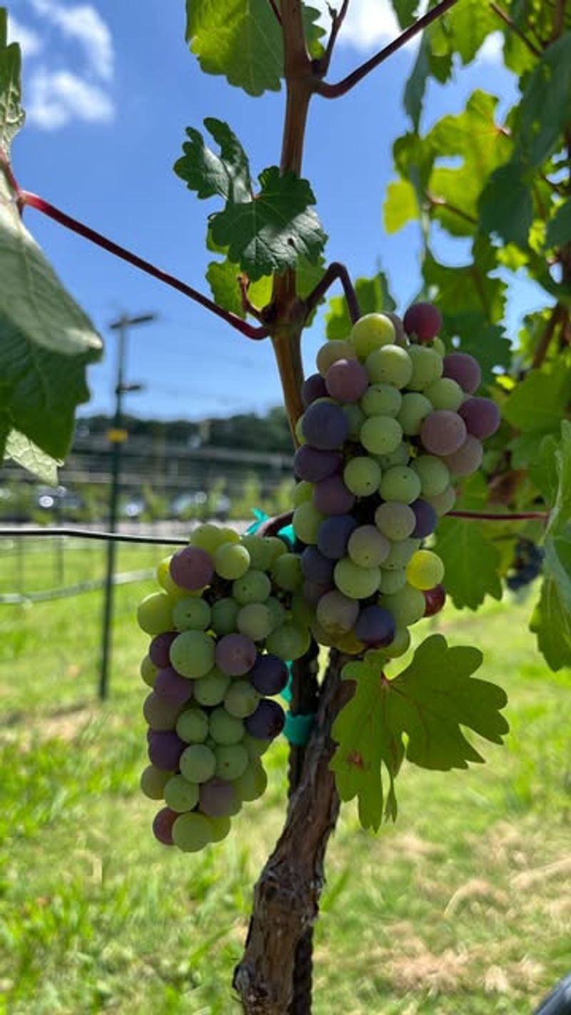 Grape