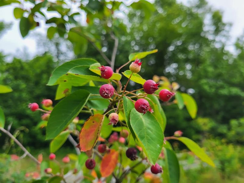 Serviceberry