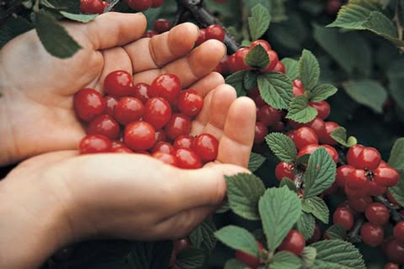 Nanking Cherry