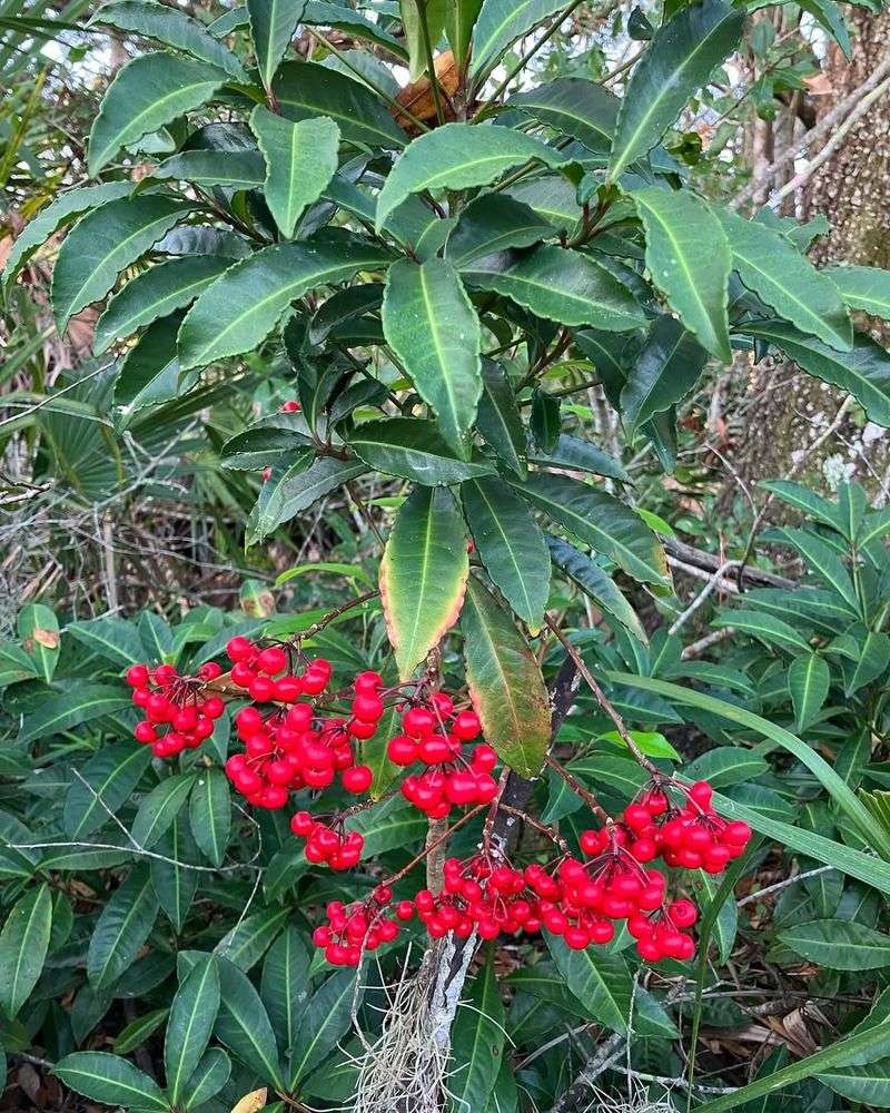 Coral Ardisia