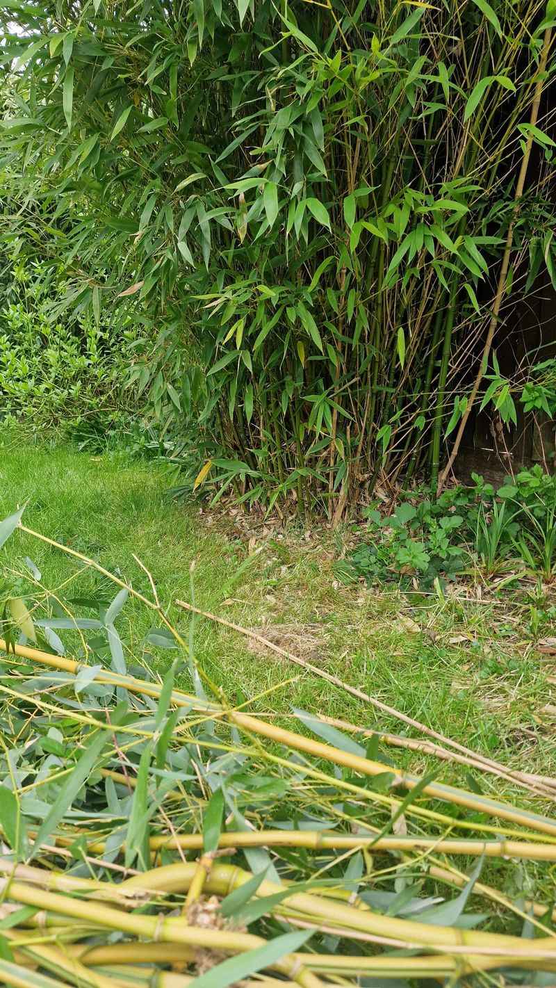 Bamboo (Running Types)