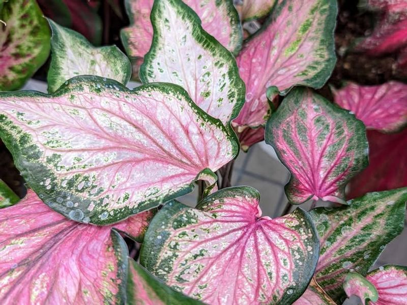Caladiums
