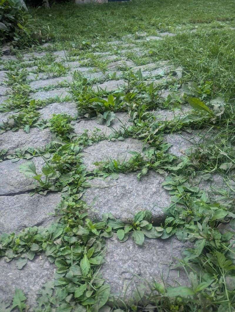 Discourages Weeds From Spreading