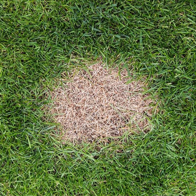 Removing Pet Urine Spots Safely