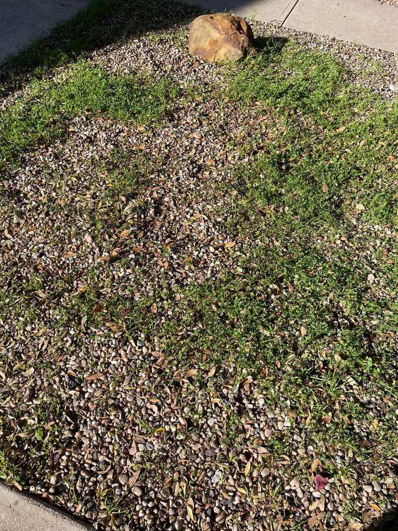 Controlling Unwanted Weeds