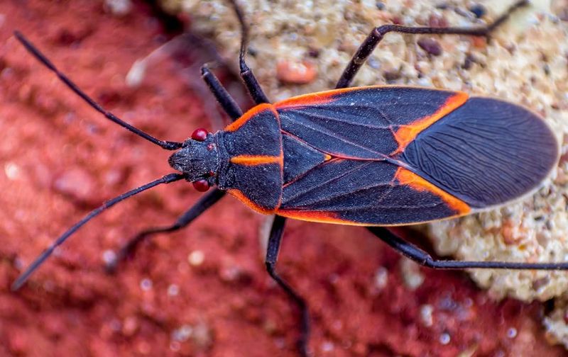 Box Elder Bugs