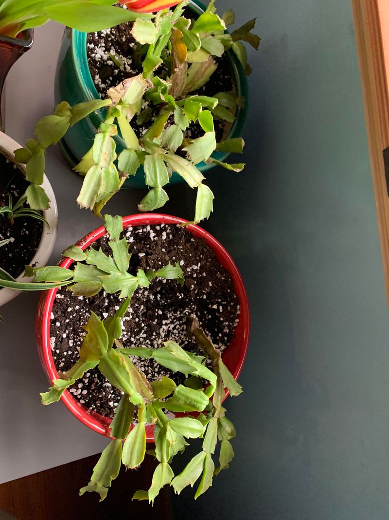 Feed Lightly During Growing Season