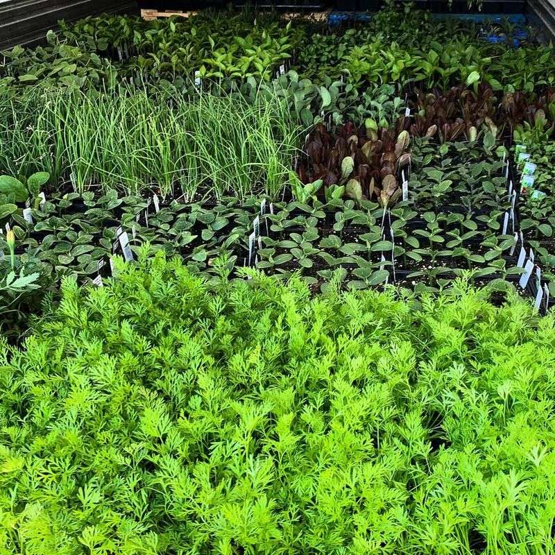 Maintain Healthy Plants Through Proper Care