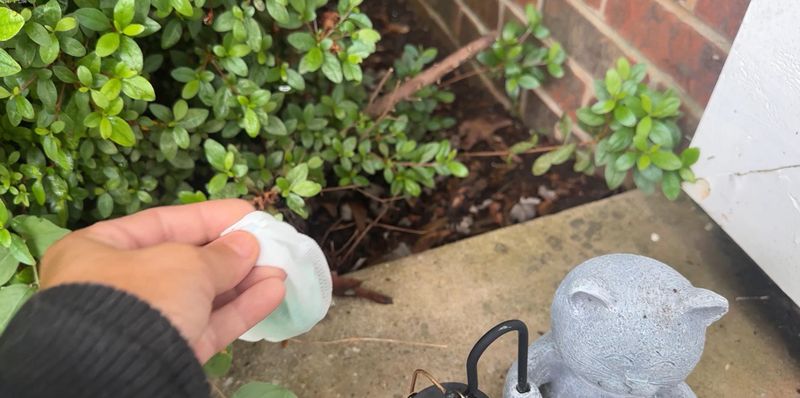 Apply Peppermint Oil Near Gopher Activity