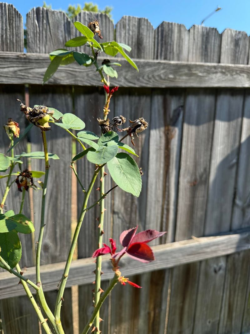 Reduces Disease Pressure Over Winter