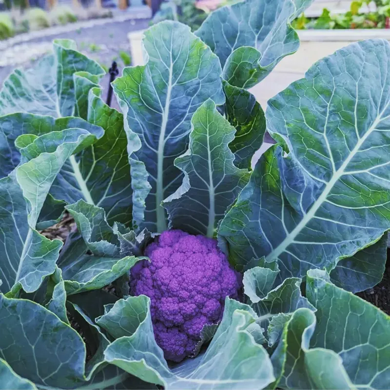 Switch To Cool-Season Crops In Late Summer