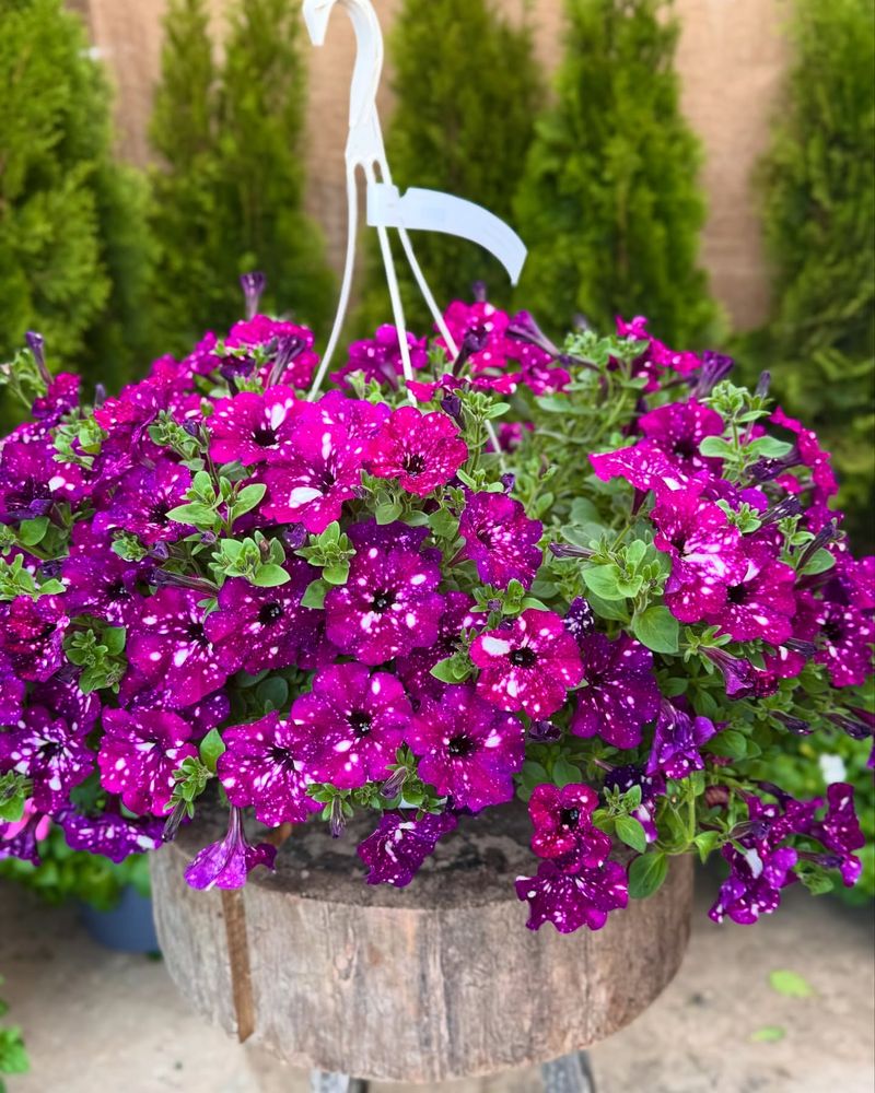 They Thrive In Containers Perfect For Small Spaces