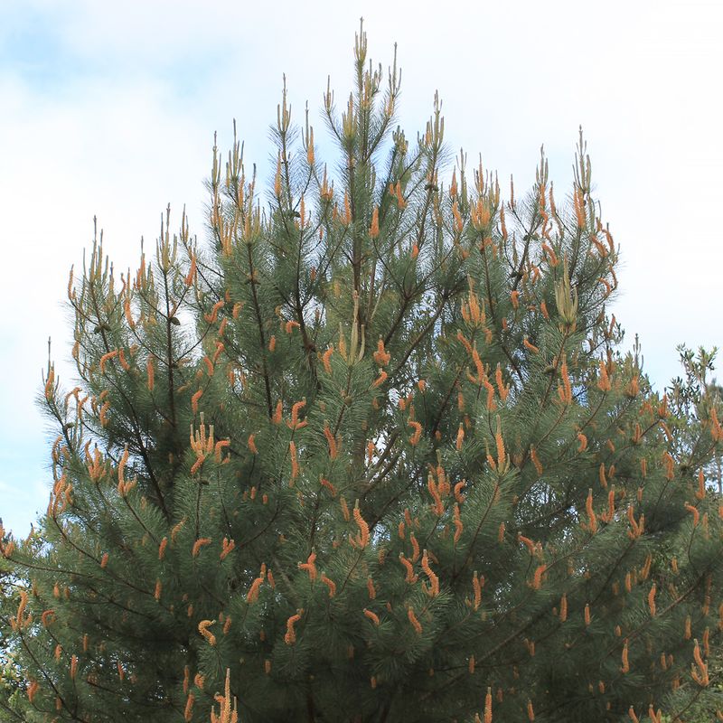 Bishop Pines: Coastal Rarities With Legal Guards