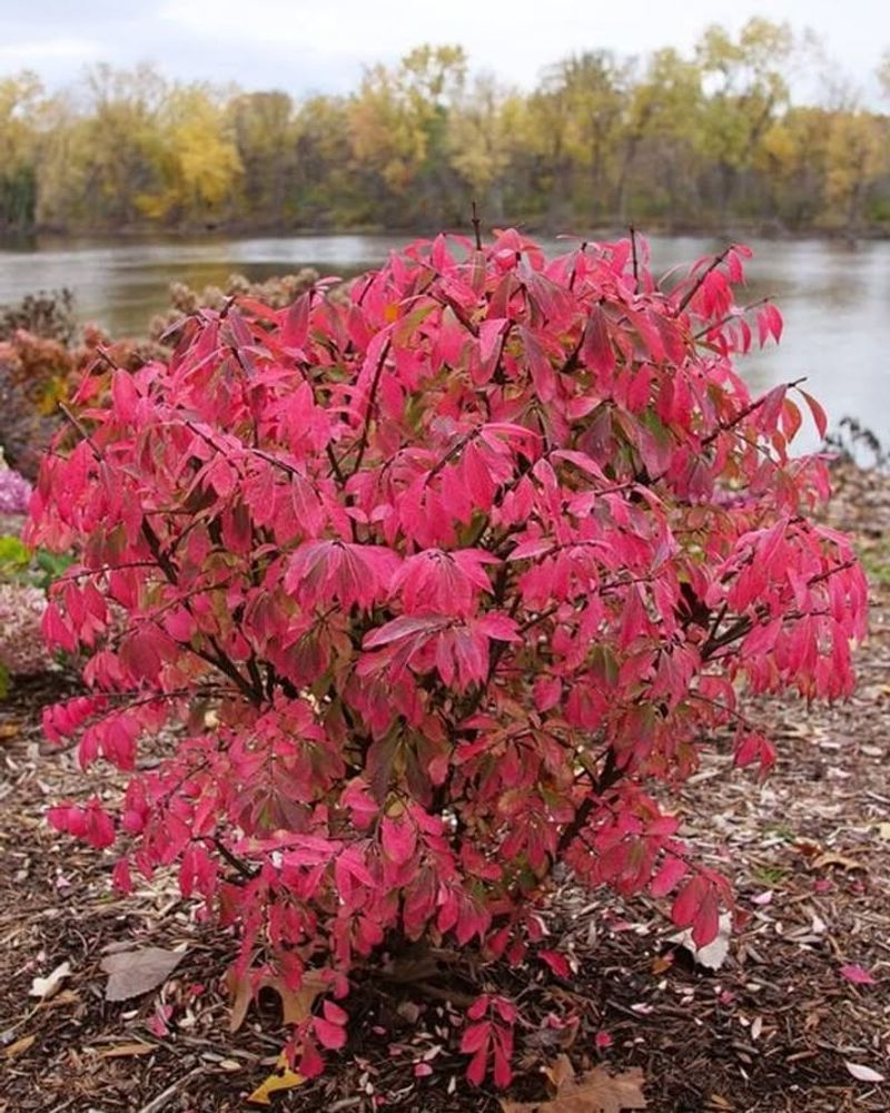 Burning Bush